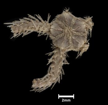 Media type: image;   Invertebrate Zoology OPH-2340 Description: Top down view of single ophiuroid specimen with a scale bar.;  Aspect: dorsal